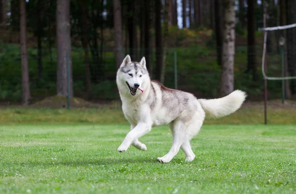 Gray Siberian Husky Τρέχει Στο Πάρκο — Φωτογραφία Αρχείου