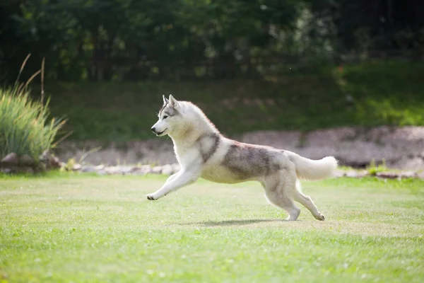 Gri Sibirya Husky 'si parkta koşuyor