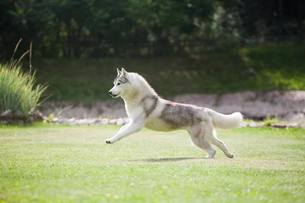 Gray Siberian Husky Runs Park — Stockfoto