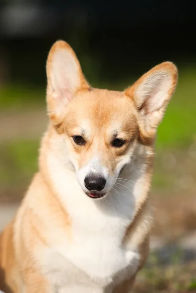 Vörös Walesi Corgi Pembroke Portré — Stock Fotó