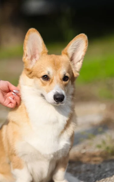 Rotwalisischer Corgi Pembroke Portrait — Stockfoto