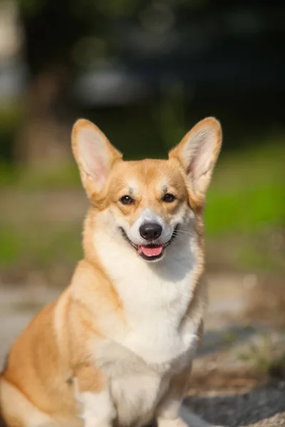 Red Welsh Corgi Pembroke Portrait — Stok fotoğraf