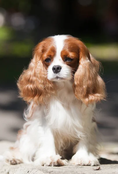 Порода Собак Cavalier King Charles Spaniel — стоковое фото