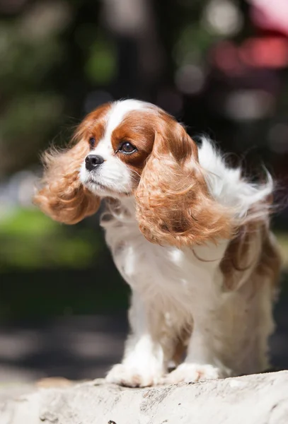 Cavalier King Charles Spaniel — 스톡 사진