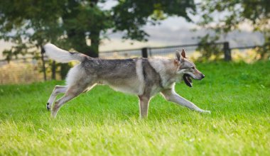Çekoslovakya kurdu kurt gibi hareket ediyor.