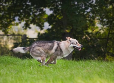 Çekoslovakya kurdu kurt gibi hareket ediyor.