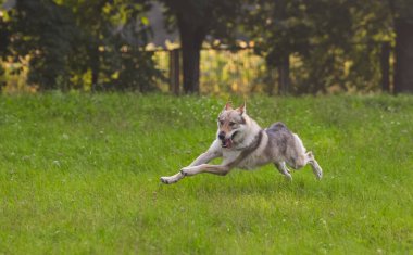 Çekoslovakya kurdu kurt gibi hareket ediyor.