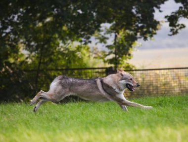 Çekoslovakya kurdu kurt gibi hareket ediyor.