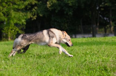 Çekoslovakya kurdu kurt gibi hareket ediyor.