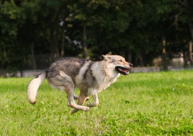 Çekoslovakya kurdu kurt gibi hareket ediyor.