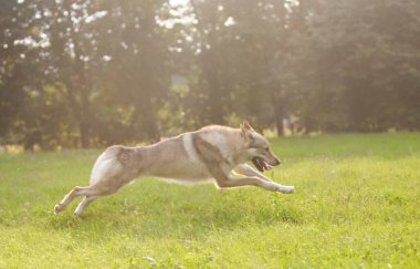 Çekoslovakya kurdu kurt gibi hareket ediyor.