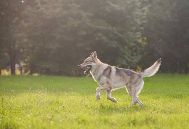 Çekoslovakya kurdu kurt gibi hareket ediyor.
