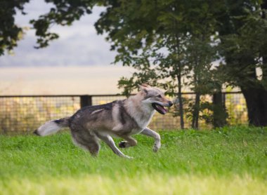 Çekoslovakya kurdu kurt gibi hareket ediyor.