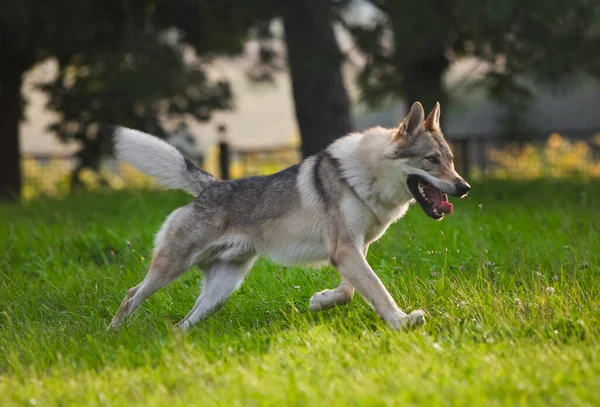 Czechoslovakian Wolf Motion Wolf —  Fotos de Stock