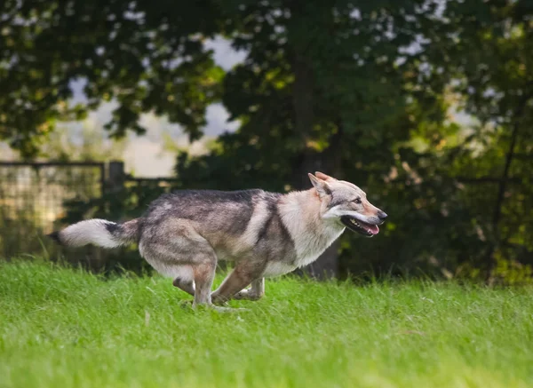 Çekoslovakya kurdu kurt gibi hareket ediyor.