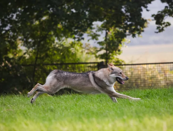 Çekoslovakya kurdu kurt gibi hareket ediyor.