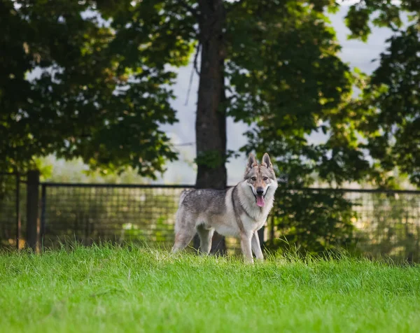 Çekoslovakya kurdu kurt gibi hareket ediyor.