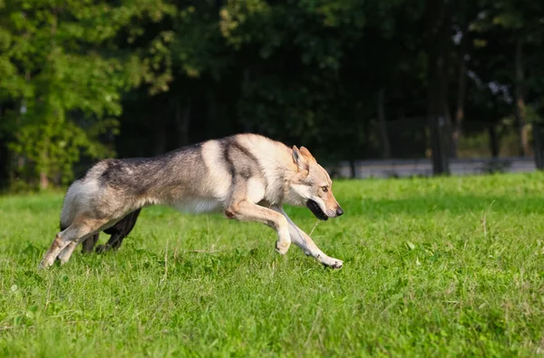 Çekoslovakya kurdu kurt gibi hareket ediyor.