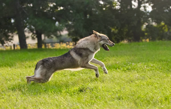 捷克斯洛伐克的狼像狼一样在运动 — 图库照片