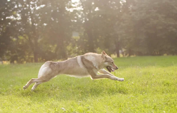 Çekoslovakya kurdu kurt gibi hareket ediyor.
