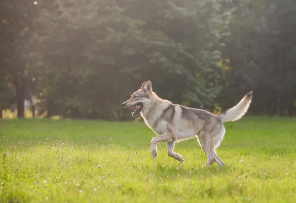 Çekoslovakya kurdu kurt gibi hareket ediyor.