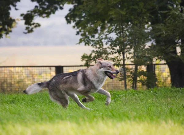 Çekoslovakya kurdu kurt gibi hareket ediyor.