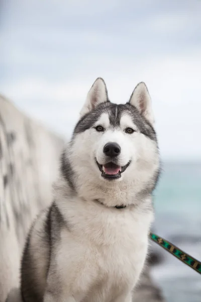 西伯利亚哈士奇犬肖像画 — 图库照片