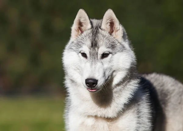 Beautiful Gray Siberian Husky Puppy Park —  Fotos de Stock