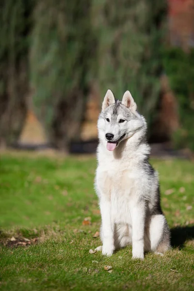 Beautiful Gray Siberian Husky Puppy Park — Fotografia de Stock