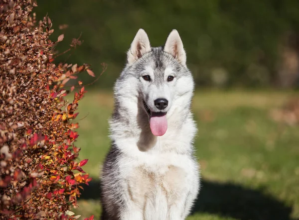 Beautiful Gray Siberian Husky Puppy Park —  Fotos de Stock