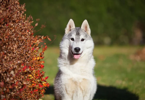 Beautiful Gray Siberian Husky Puppy Park — Foto Stock