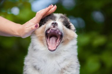 Avustralya çoban köpeği yavrusu renginde.