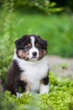 Black and tan Australian Shepherd puppy in the garden