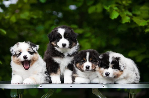 Four Lovely Australian Shepherd Puppies — Zdjęcie stockowe