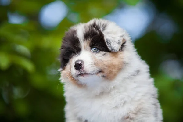 Australian Shepherd Puppy Merle Color Nature — Foto Stock