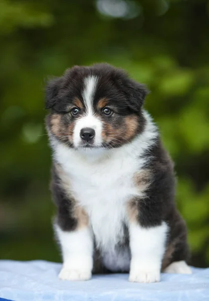 Black Tan Australian Shepherd Puppy Garden —  Fotos de Stock