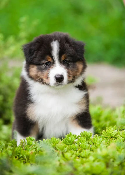 Black Tan Australian Shepherd Puppy Garden — стокове фото