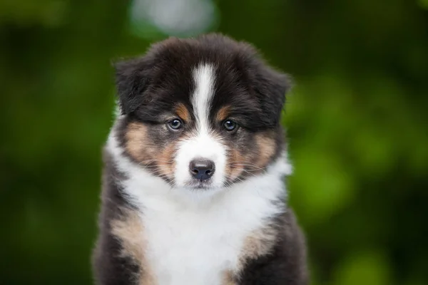 Siyah ve bronz Avustralya çoban köpeği bahçede.