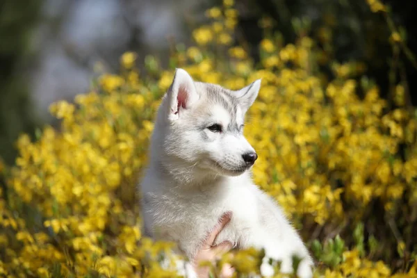 Siberian Husky Puppy Yellow Flowers — стоковое фото