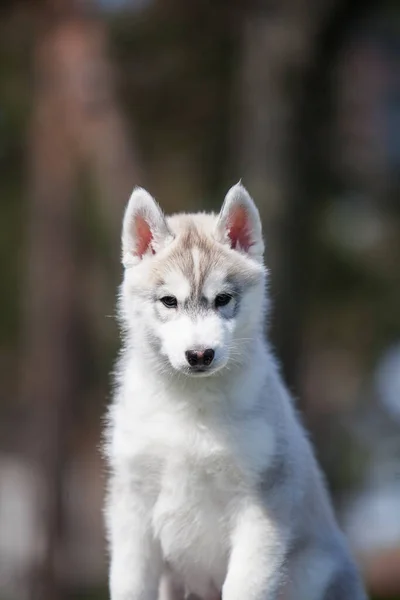 Siberian Husky Κουτάβι Στο Πάρκο — Φωτογραφία Αρχείου