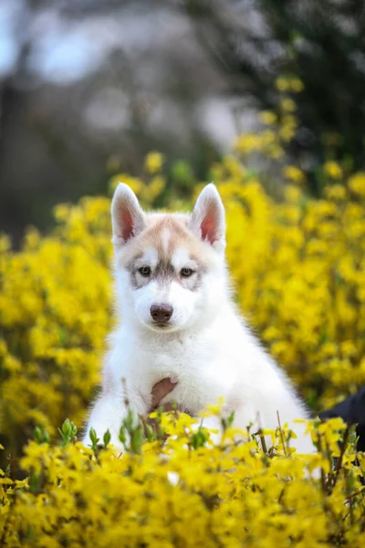 Siberian Husky Puppy Yellow Flowers — Stockfoto