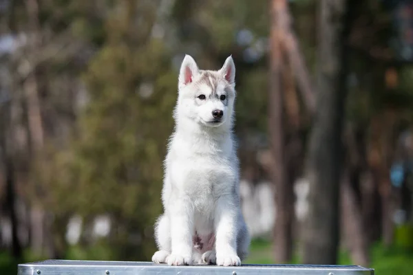 Szibériai Husky Kiskutya Parkban — Stock Fotó