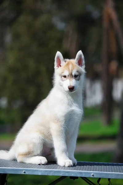 Sibirya Köpeği Parkta — Stok fotoğraf