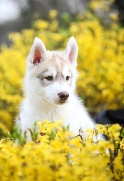 Siberian Husky Puppy Yellow Flowers —  Fotos de Stock