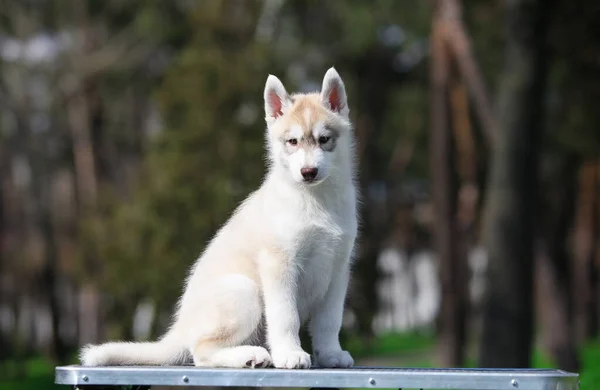 Cachorro Husky Siberiano Parque — Fotografia de Stock