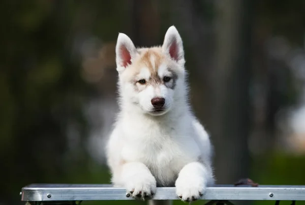 Cachorro Husky Siberiano Parque —  Fotos de Stock