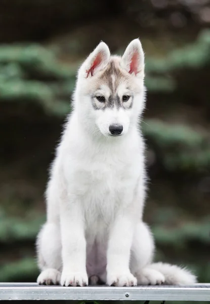 Cachorro Husky Siberiano Parque —  Fotos de Stock