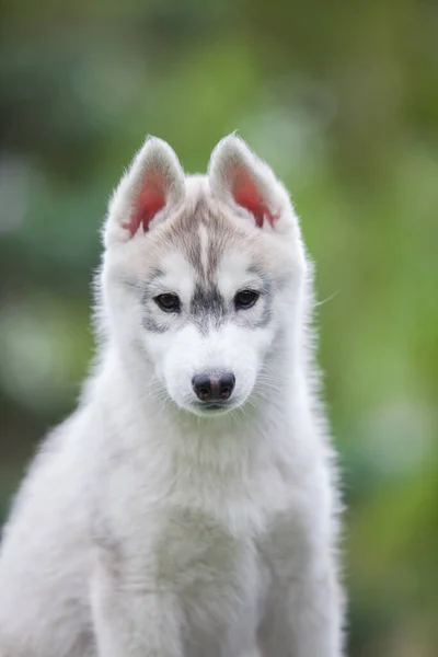 公园里的西伯利亚哈士奇小狗 — 图库照片