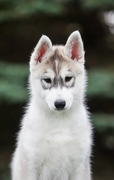 Cachorro Husky Siberiano Parque — Foto de Stock