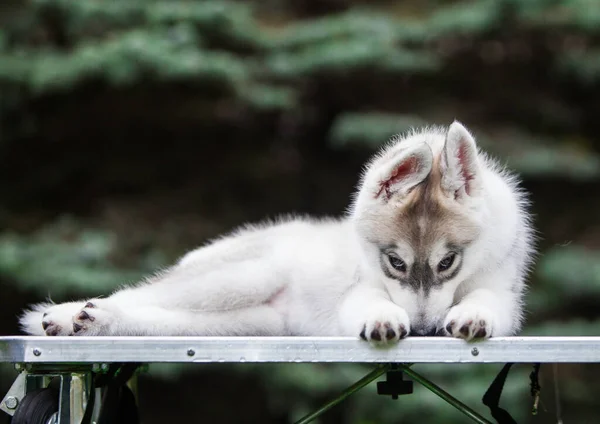 Sibirischer Husky Welpe Park — Stockfoto